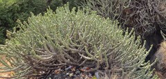 Euphorbia caudiculosa