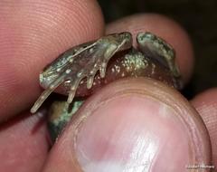 Tomopterna natalensis