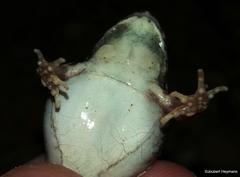 Tomopterna natalensis