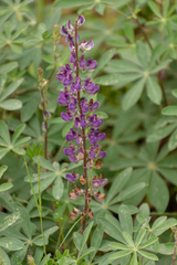 Lupinus microcarpus