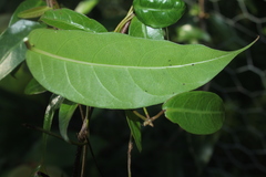 Mesechites trifidus