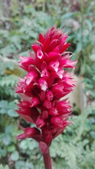 Stenorrhynchos speciosum