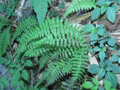 Amauropelta beddomei