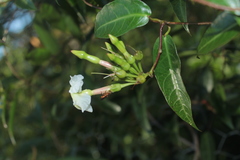 Mesechites trifidus