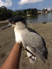Nycticorax nycticorax