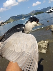 Nycticorax nycticorax