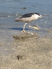 Nycticorax nycticorax