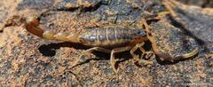 Uroplectes triangulifer