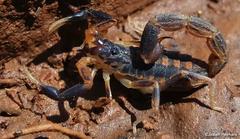 Uroplectes triangulifer