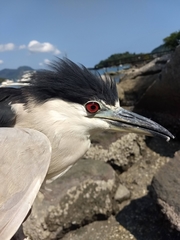 Nycticorax nycticorax