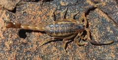 Uroplectes triangulifer