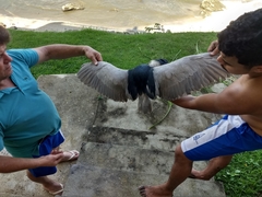Nycticorax nycticorax