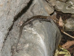 Concinnia brachysoma