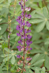 Lupinus microcarpus