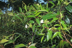 Mesechites trifidus