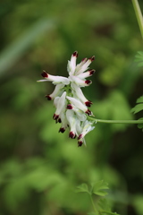 Fumaria capreolata capreolata