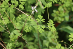 Fumaria capreolata capreolata