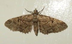 Eupithecia pusillata