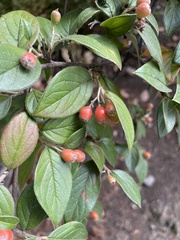 Cotoneaster