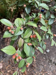 Cotoneaster