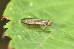Sciomyzoidea
