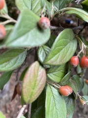 Cotoneaster
