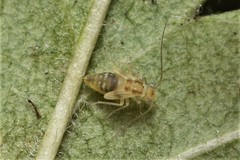 Ectopsocidae