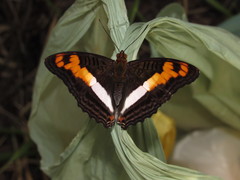 Adelpha thesprotia