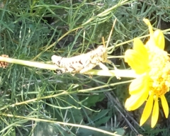 Agroecotettix modestus