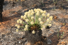 Bulbostylis paradoxa