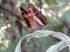Adelpha thesprotia