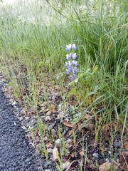 Lupinus nanus
