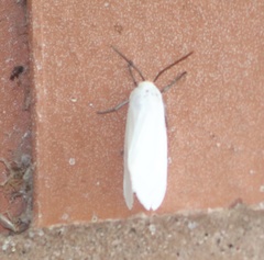 Pygarctia flavidorsalis