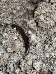 Rena humilis humilis