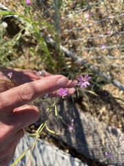 Epilobium brachycarpum