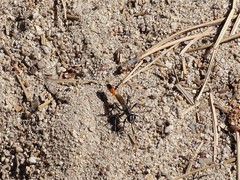 Ammophila azteca
