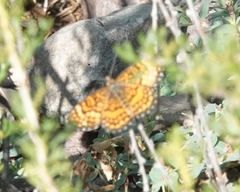 Texola elada