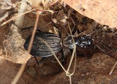 Gonogenia rugosopunctata