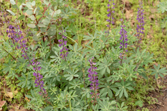 Lupinus microcarpus