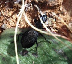 Gonogenia rugosopunctata