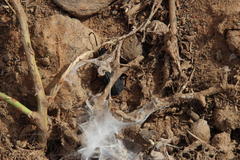 Gonogenia rugosopunctata