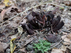 Wynnea americana