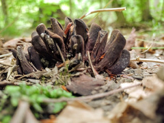 Wynnea americana