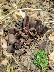 Wynnea americana