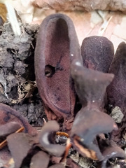 Wynnea americana