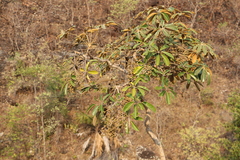 Didymopanax macrocarpus