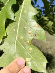 Polystepha pustuloides