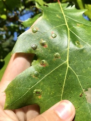 Polystepha pustuloides