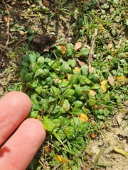 Lepidium crassum