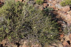 Fingerhuthia africana